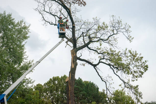 How Our Tree Care Process Works  in  Hudson Lake, IN